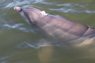 Dolphin